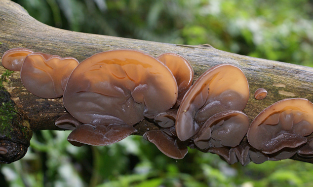 Jelly Ear Fungus